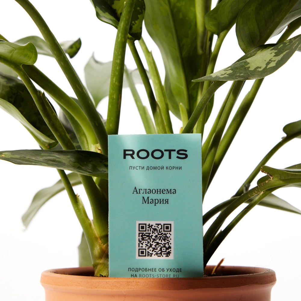 Аглаонема Мария Аглаонема Мария