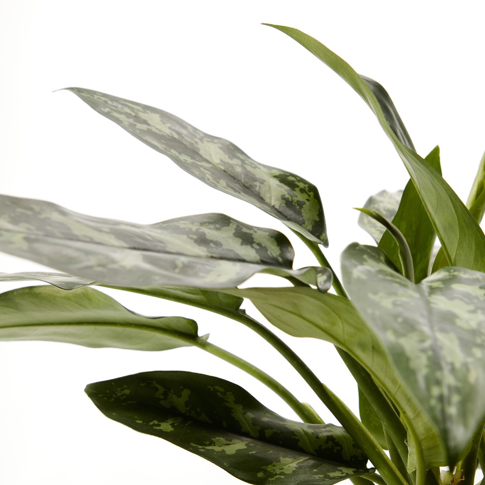 Аглаонема Мария Аглаонема Мария