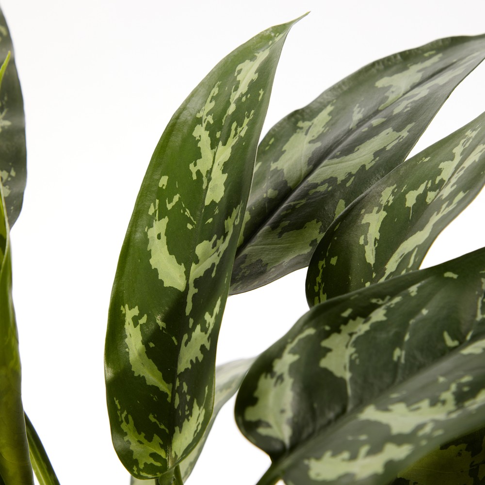 Аглаонема Мария Аглаонема Мария