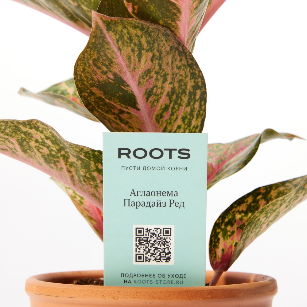 Аглаонема Парадайз Ред Аглаонема Парадайз Ред
