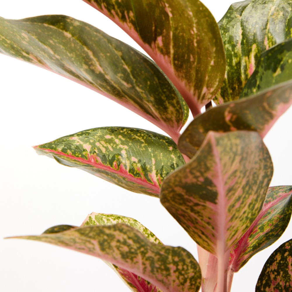 Аглаонема Парадайз Ред Аглаонема Парадайз Ред