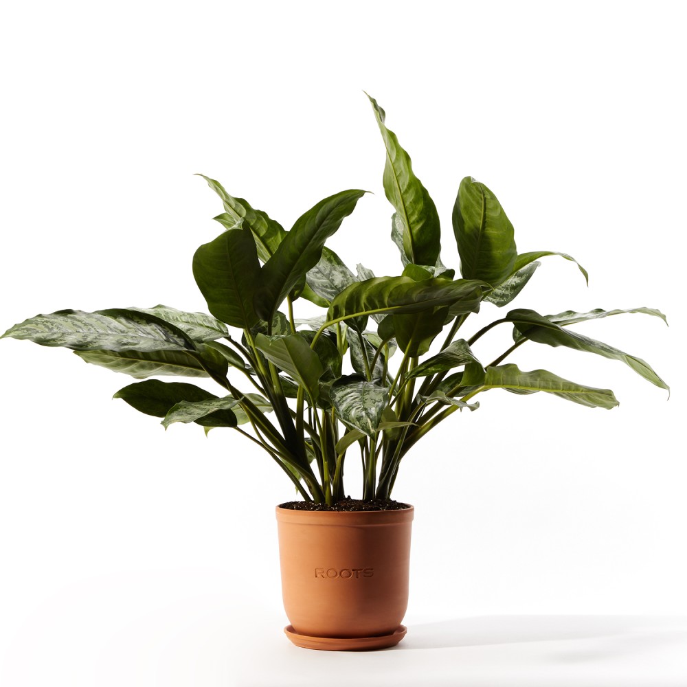 Аглаонема Страйпс Аглаонема Страйпс