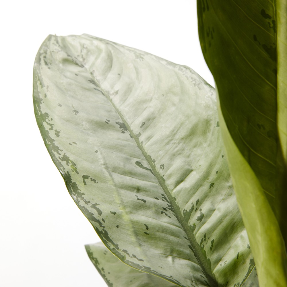 Аглаонема Фридман Аглаонема Фридман