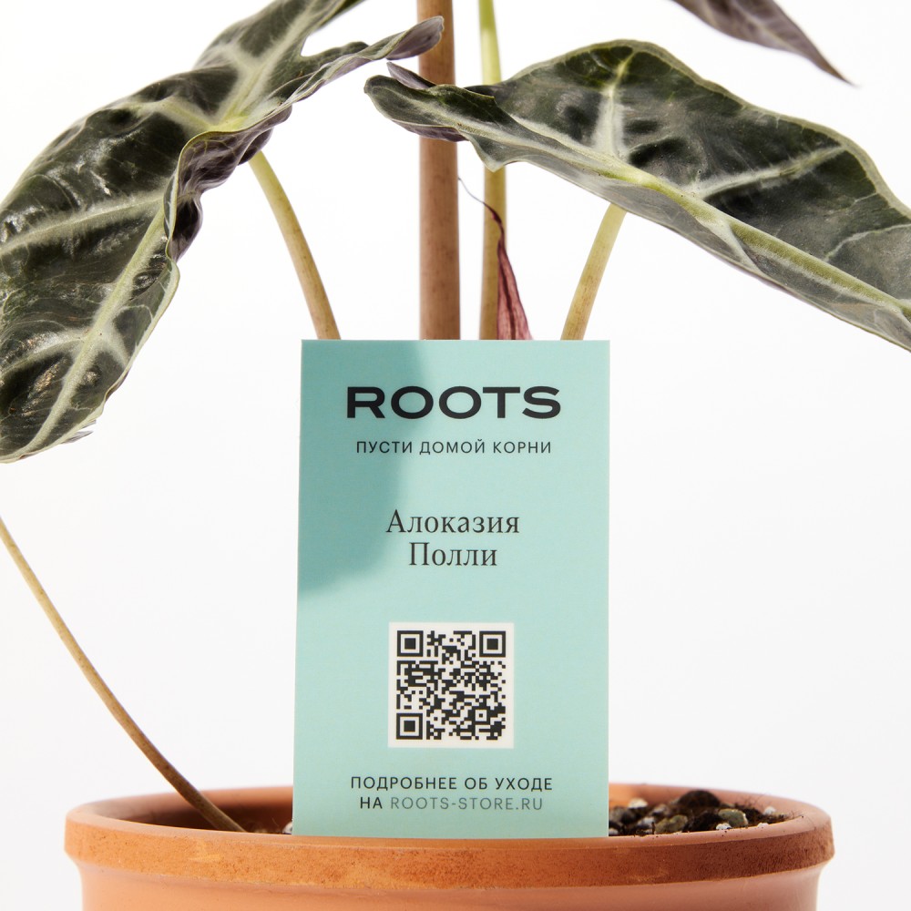 Алоказия Полли Алоказия Полли