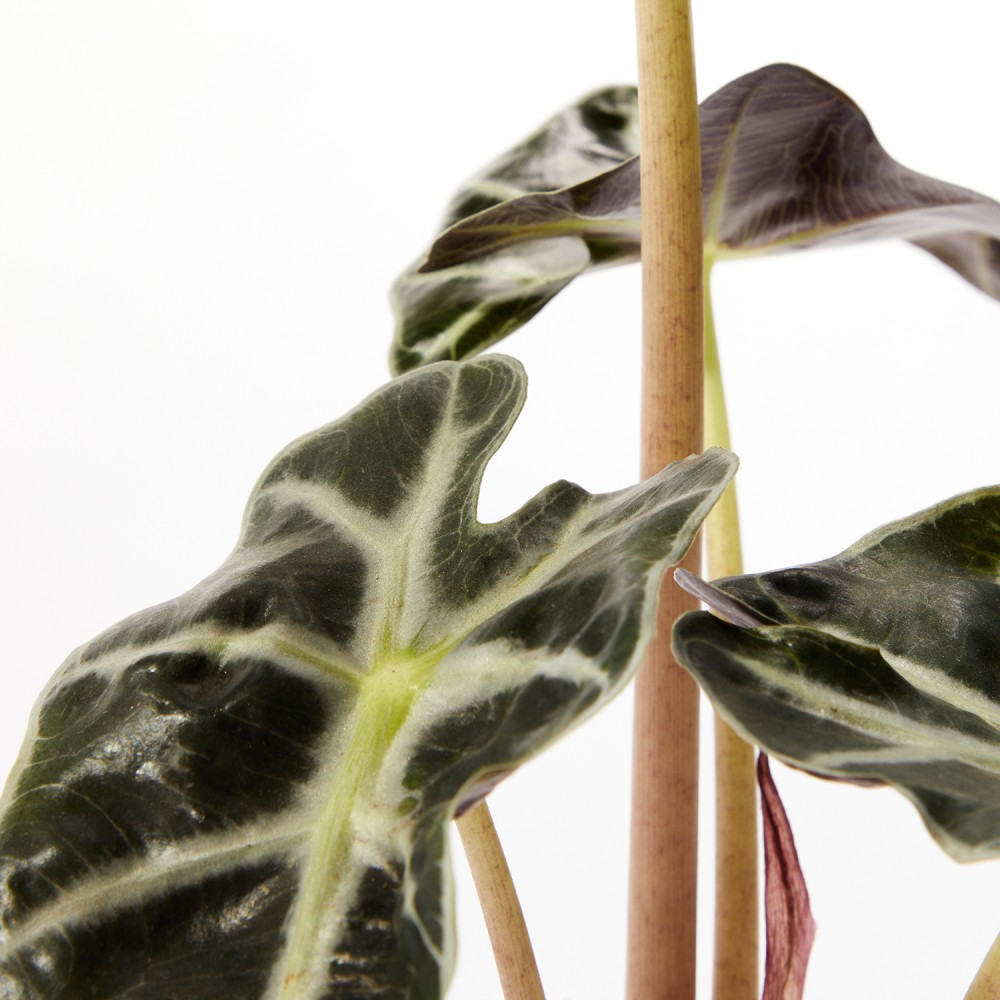 Алоказия Полли Алоказия Полли