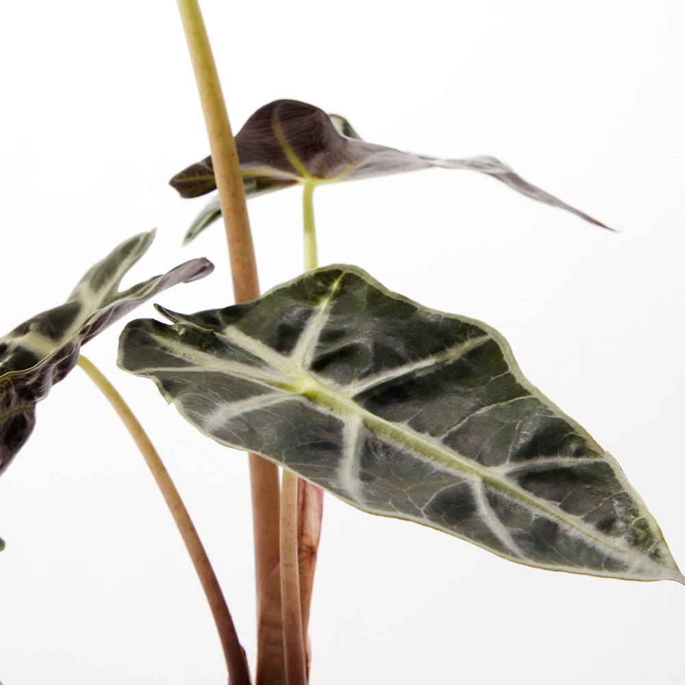 Алоказия Полли