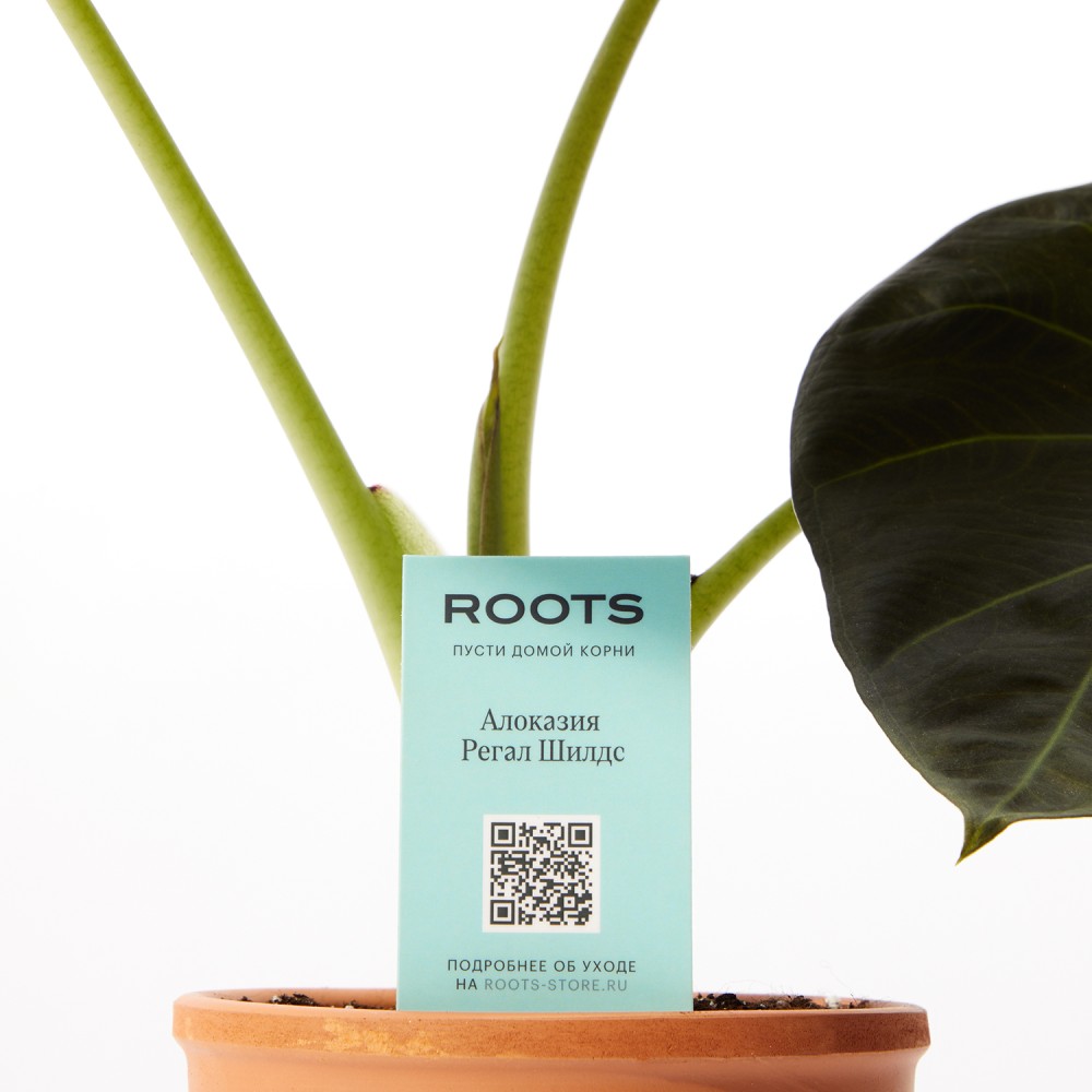 Алоказия Регал Шилдс Алоказия Регал Шилдс