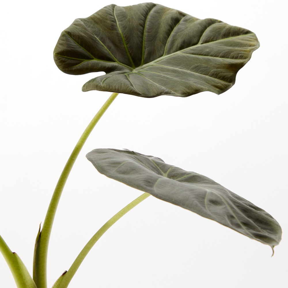 Алоказия Регал Шилдс Алоказия Регал Шилдс