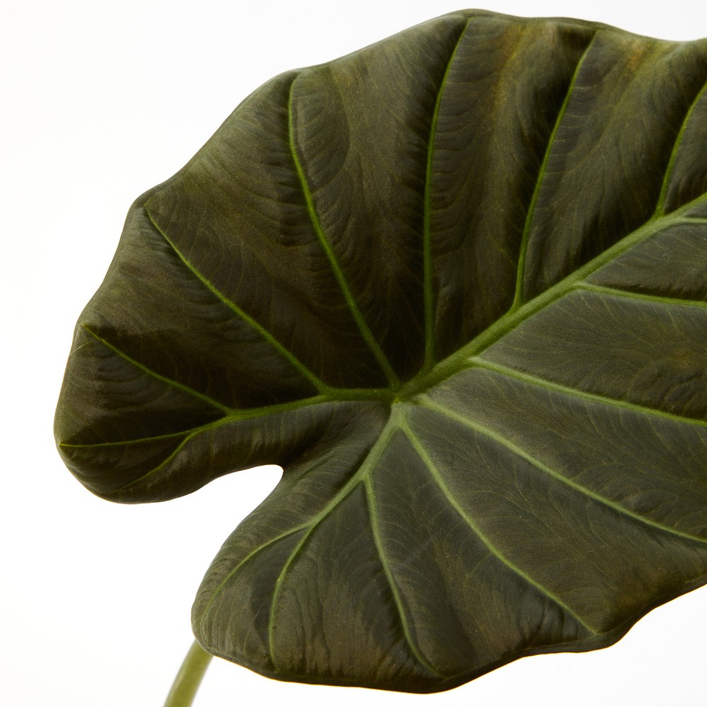 Алоказия Регал Шилдс Алоказия Регал Шилдс