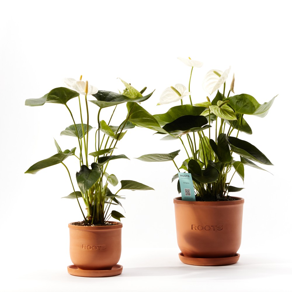 Антуриум Антедезия вайт Антуриум Антедезия вайт