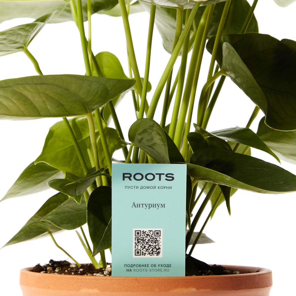 Антуриум Антедезия вайт Антуриум Антедезия вайт