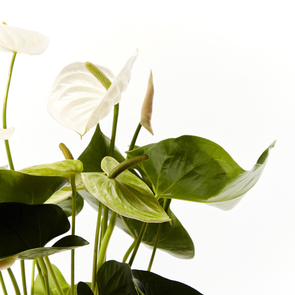 Антуриум Антедезия вайт Антуриум Антедезия вайт