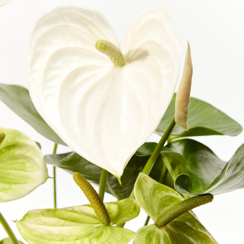 Антуриум Антедезия вайт Антуриум Антедезия вайт