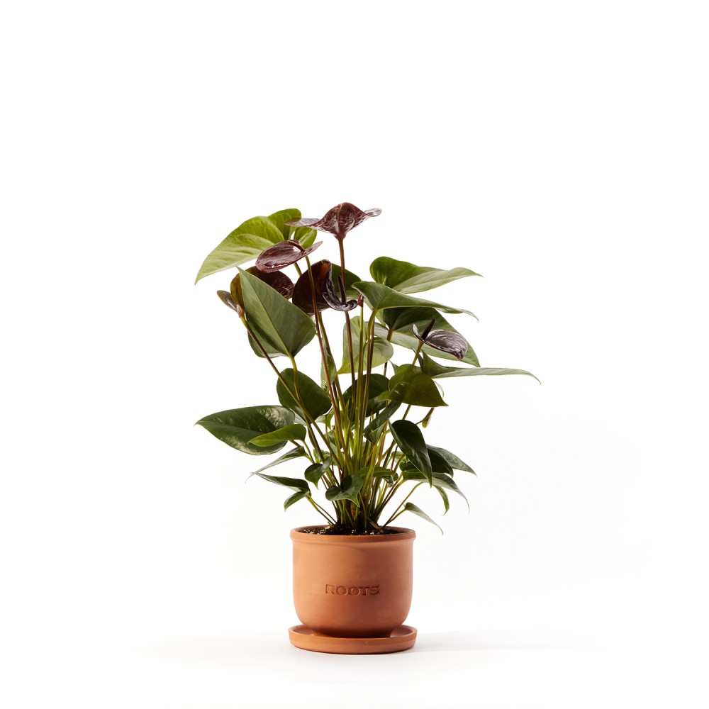 Антуриум Блэк Антуриум Блэк