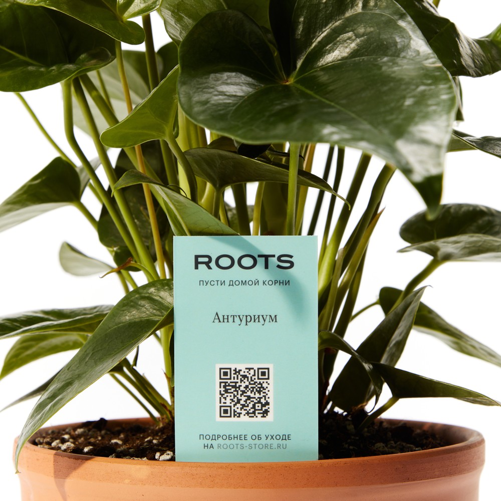 Антуриум Блэк Антуриум Блэк