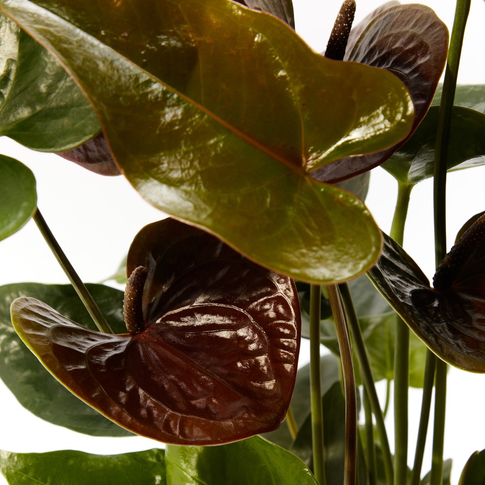 Антуриум Блэк Антуриум Блэк