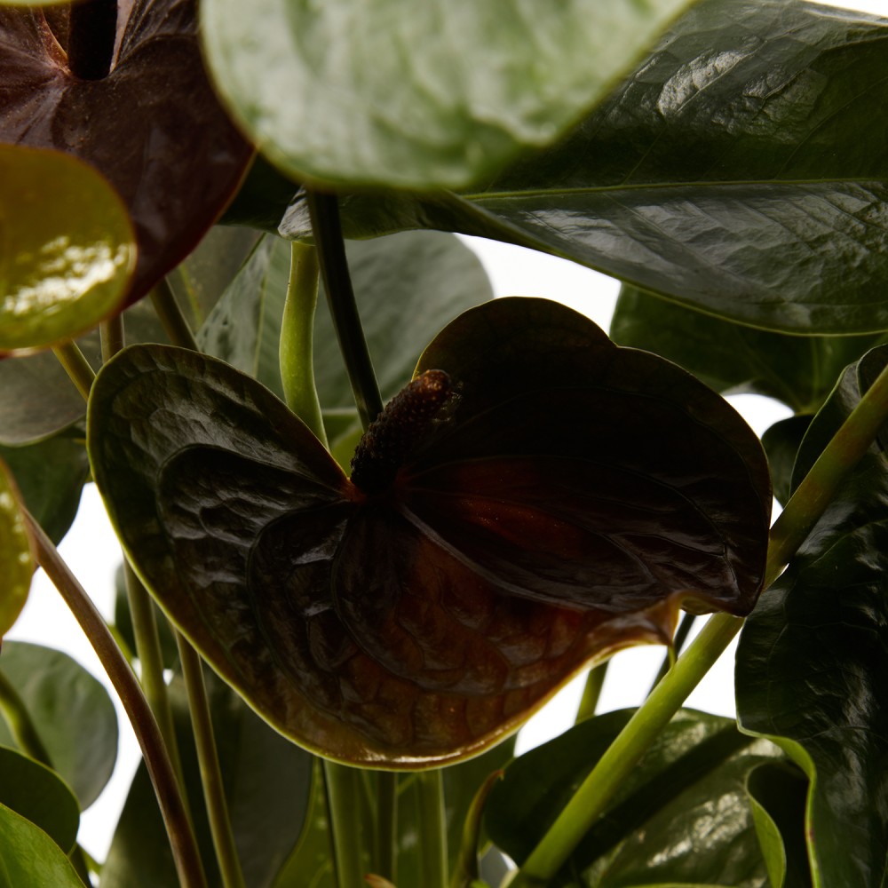 Антуриум Блэк Антуриум Блэк