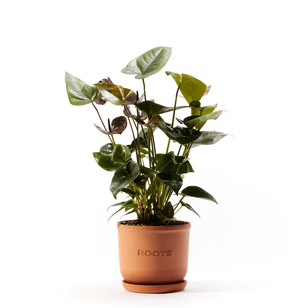 Антуриум Блэк Антуриум Блэк