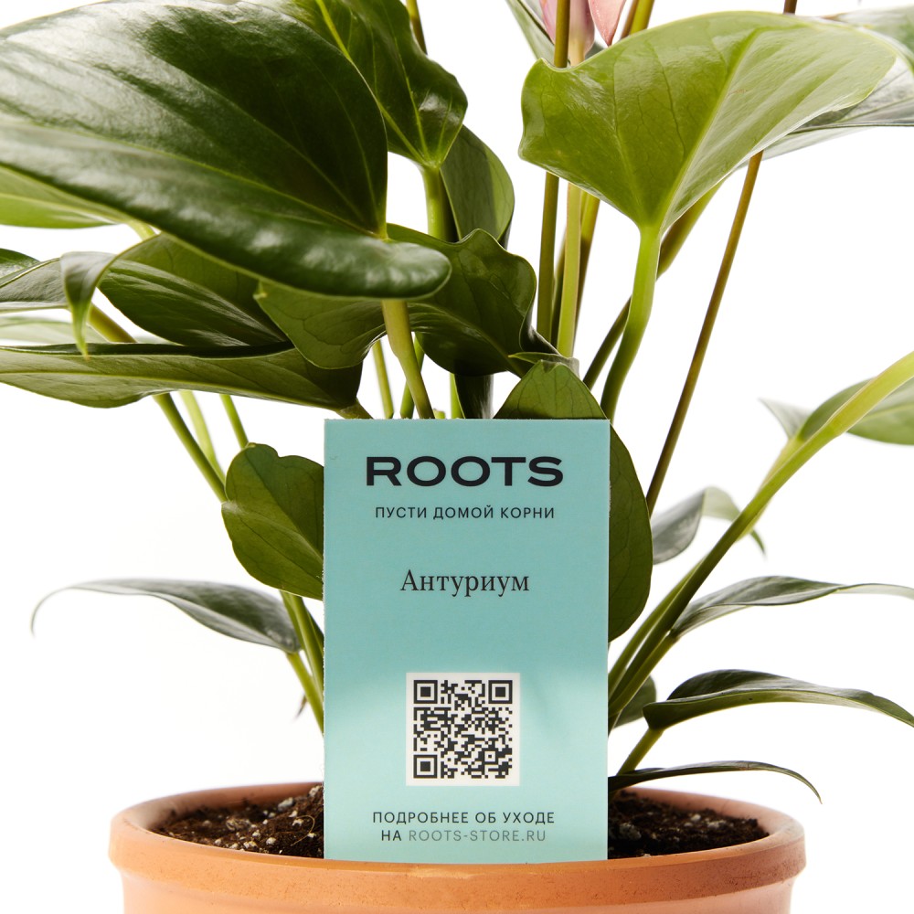 Антуриум Зизу Антуриум Зизу