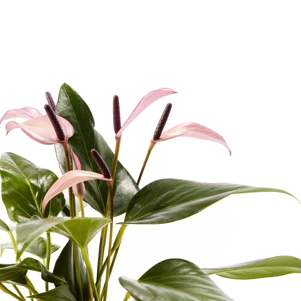 Антуриум Зизу Антуриум Зизу