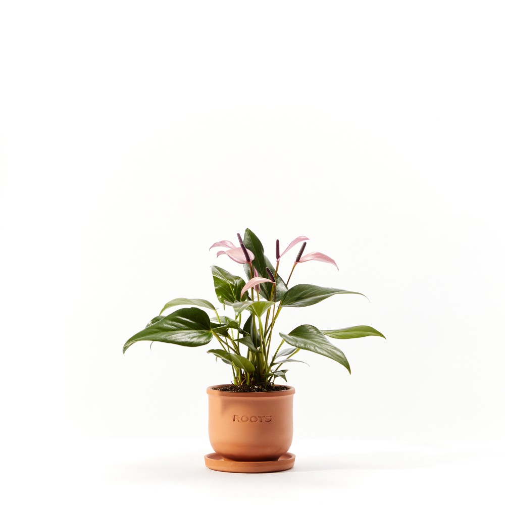 Антуриум Зизу Антуриум Зизу