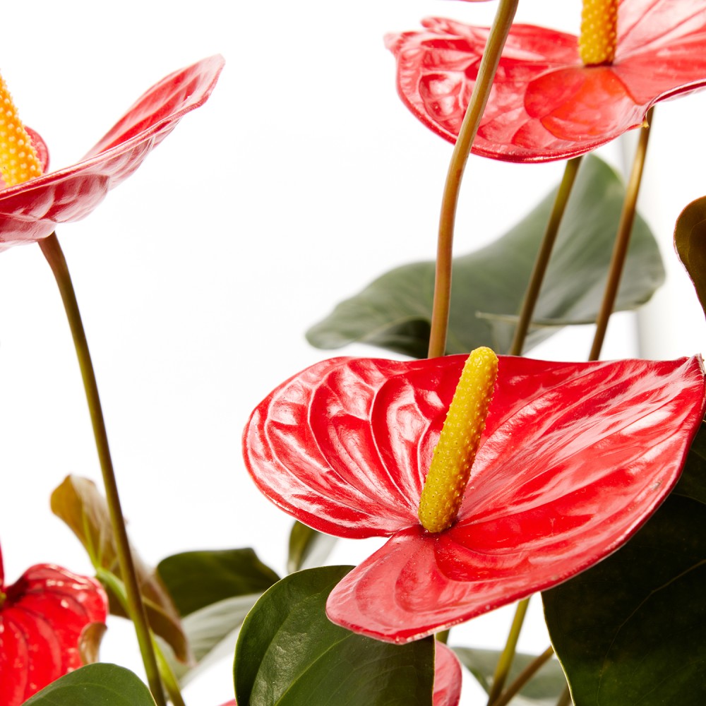 Антуриум Карма Антуриум Карма