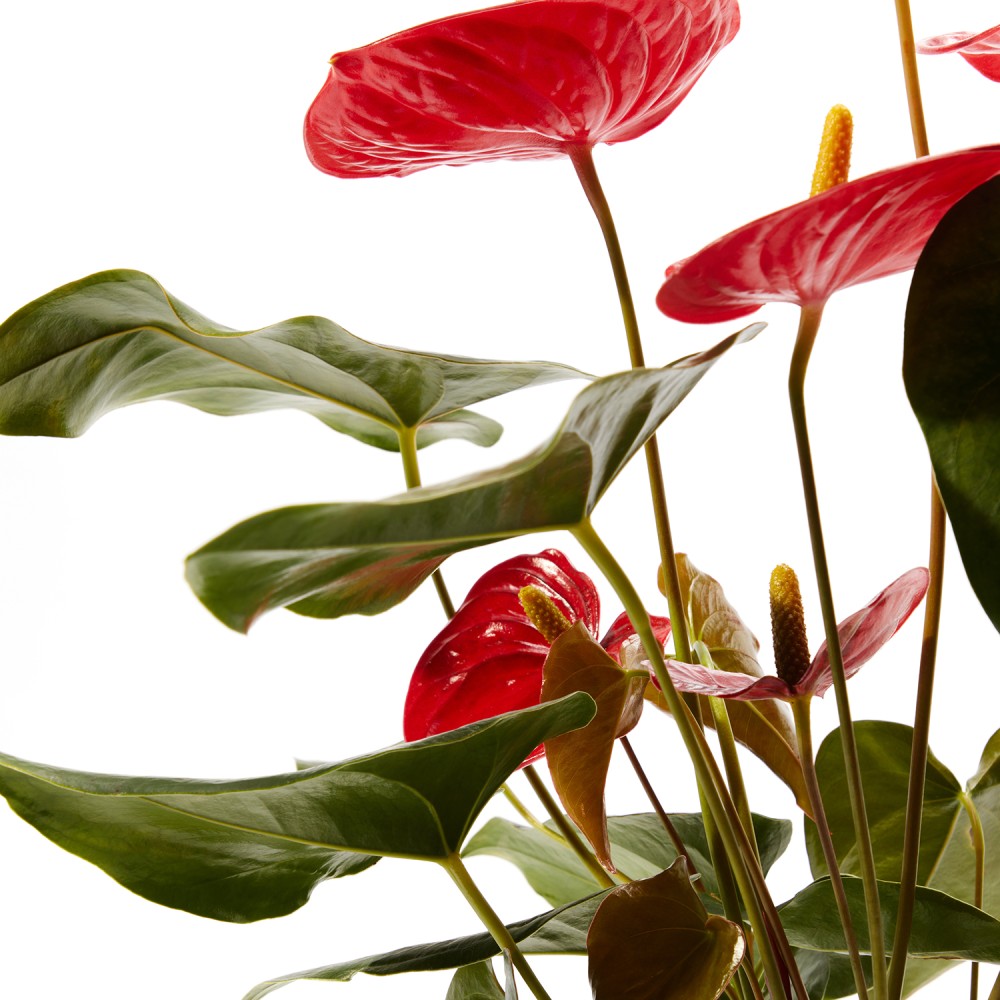 Антуриум Карма Антуриум Карма