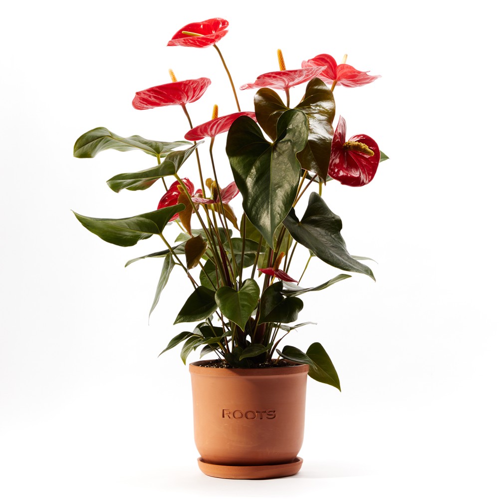 Антуриум Карма Антуриум Карма