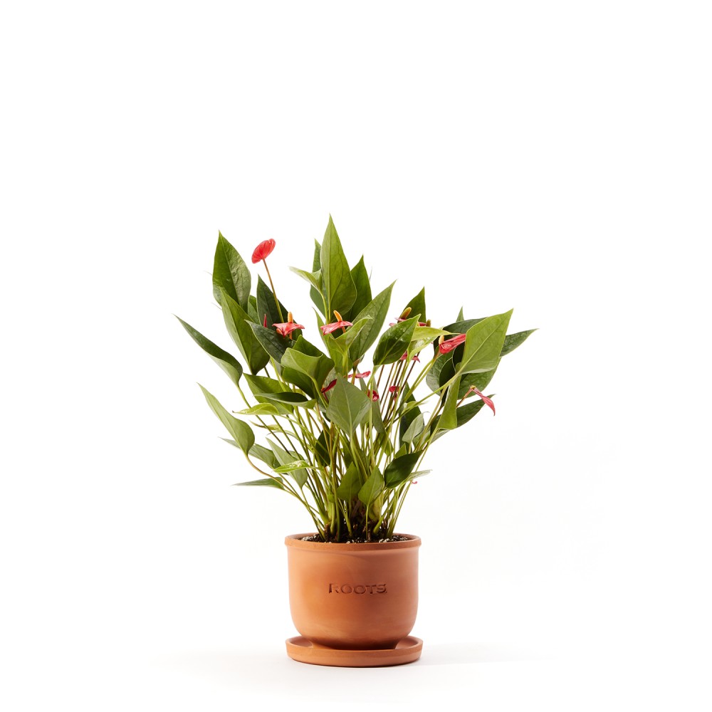 Антуриум Миллион Флауэрс Антуриум Миллион Флауэрс