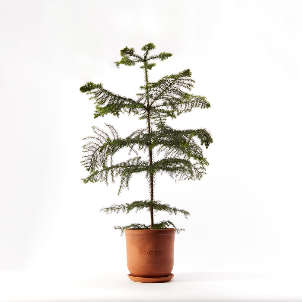 Араукария Араукария