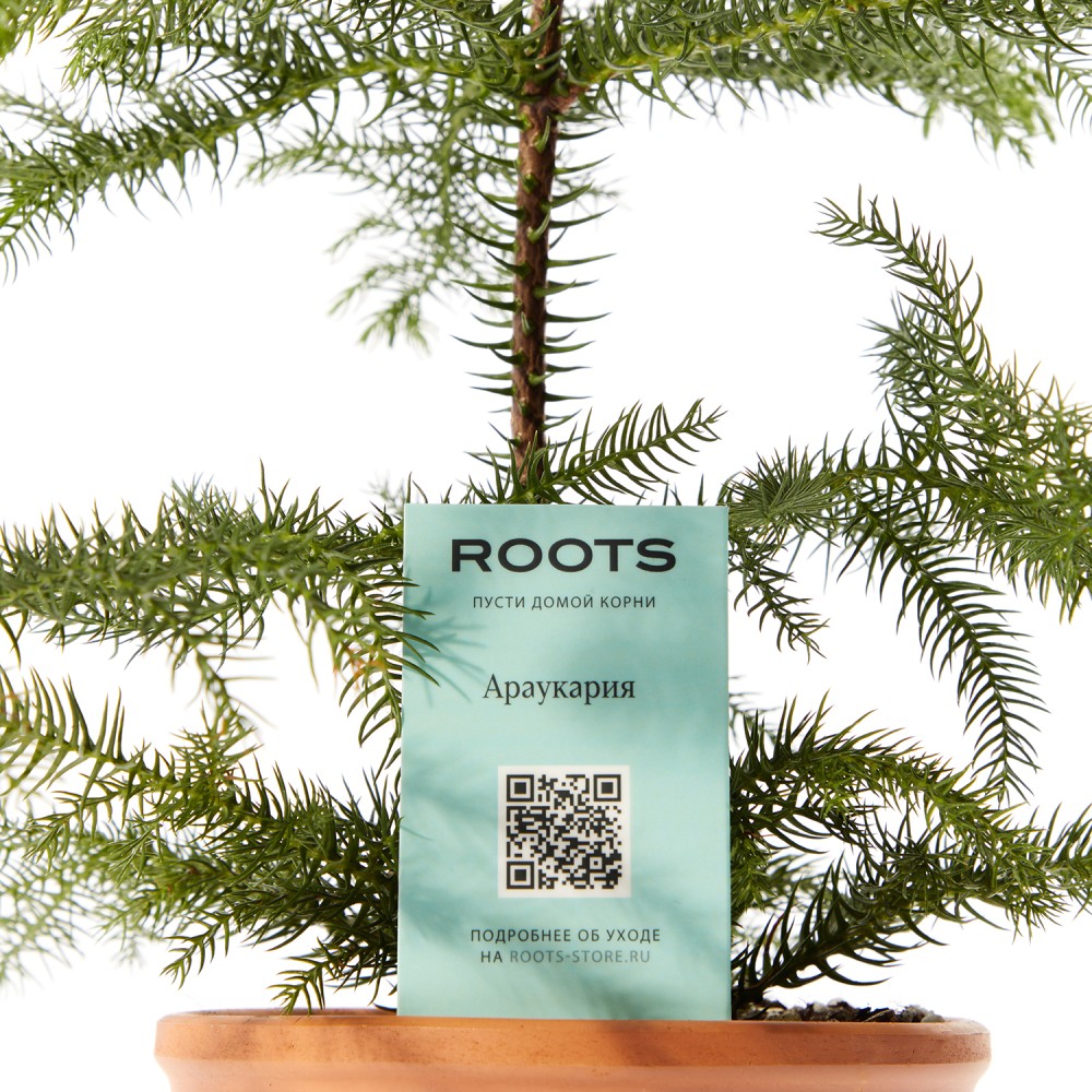 Араукария Араукария