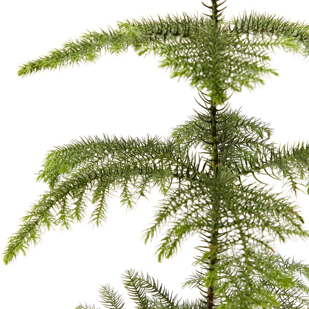 Араукария Араукария