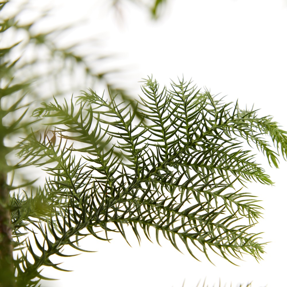 Араукария Араукария