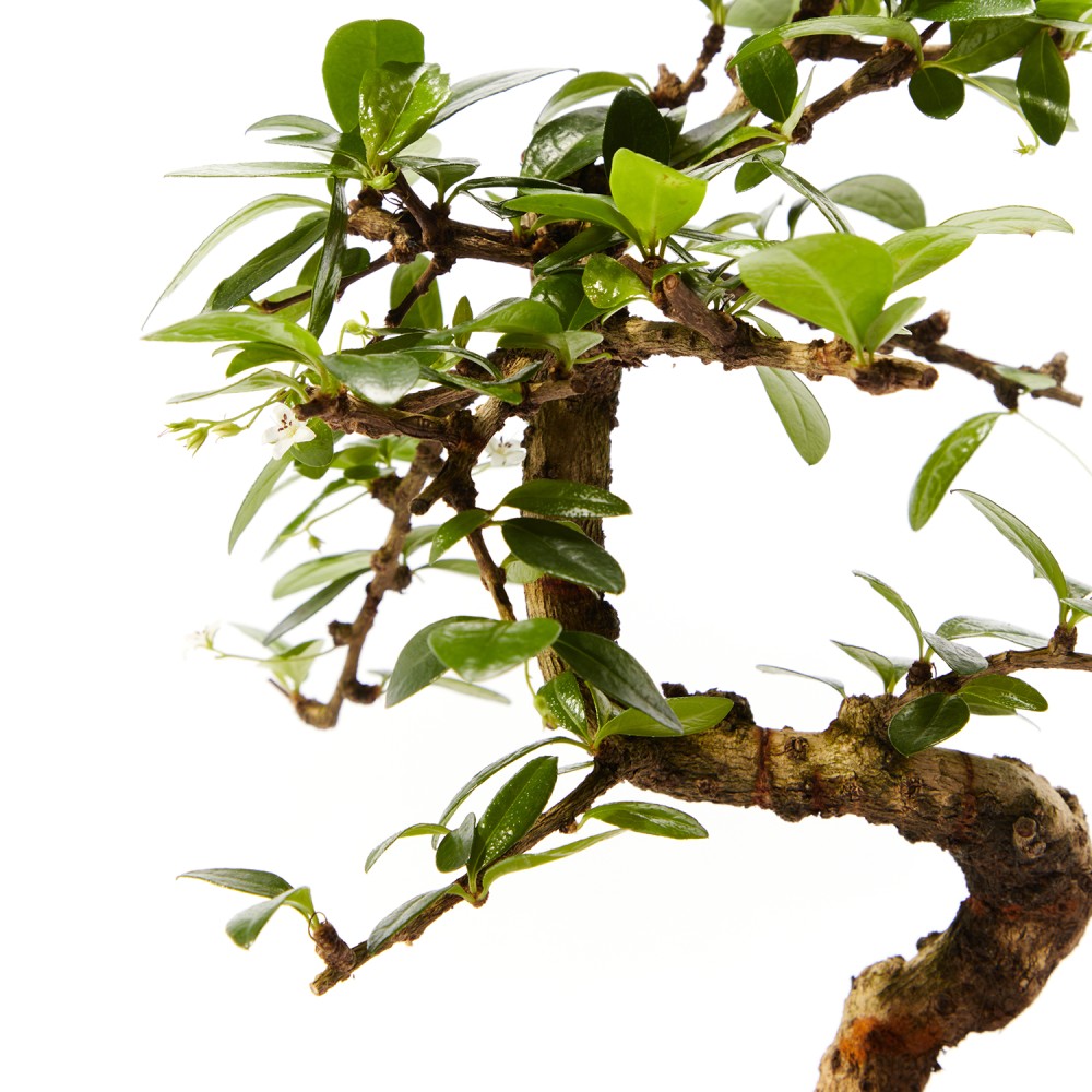 Бонсай Кармона Бонсай Кармона