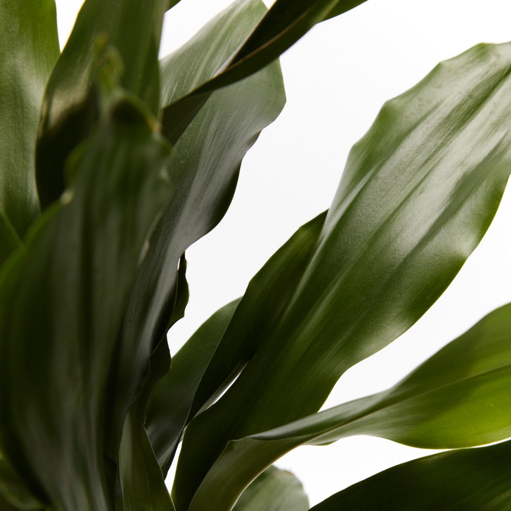 Драцена Джанет Крейг Драцена Джанет Крейг