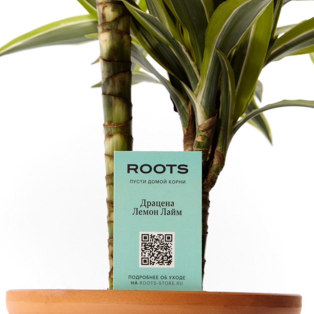 Драцена Лемон Лайм Драцена Лемон Лайм