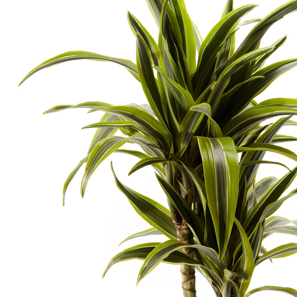 Драцена Лемон Лайм Драцена Лемон Лайм