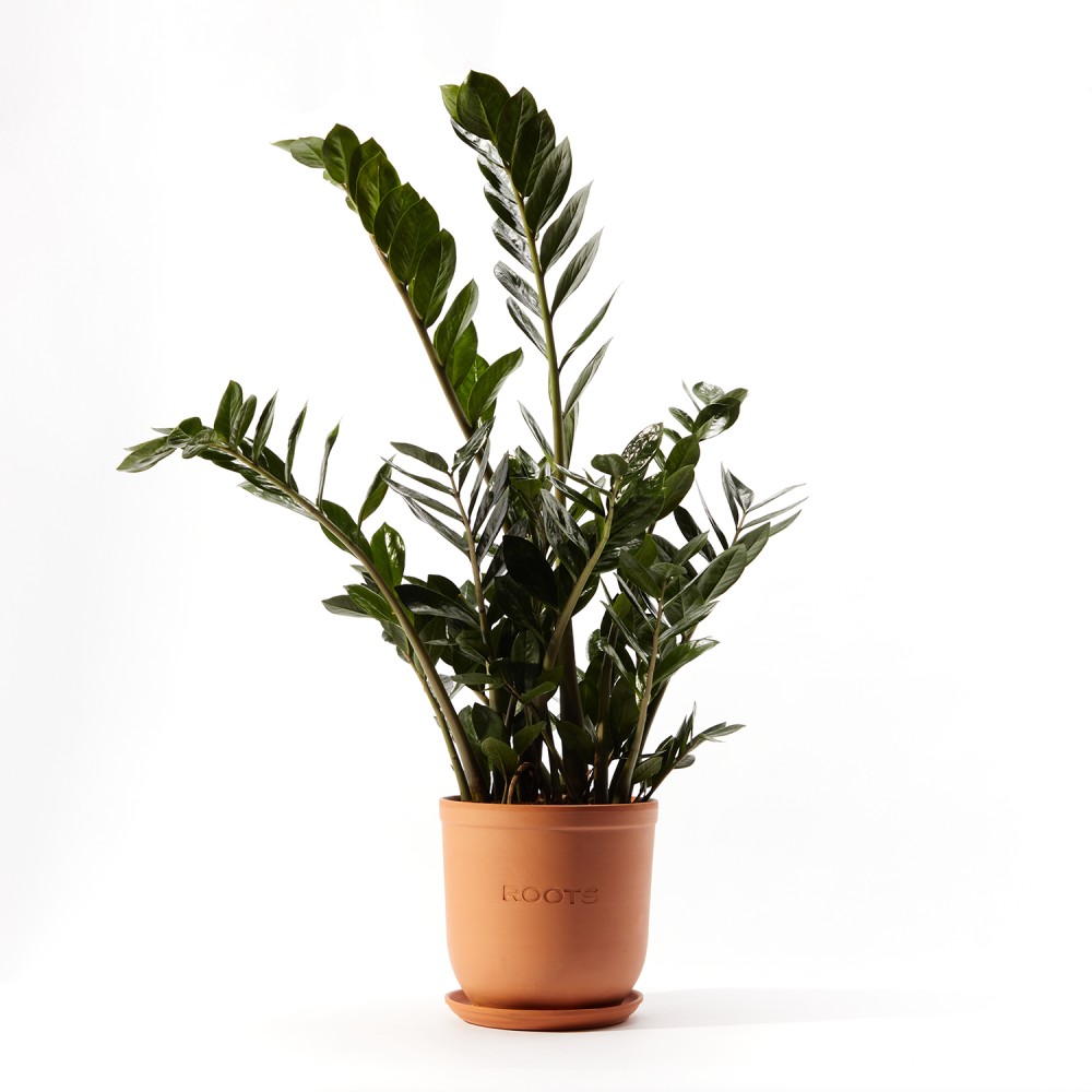 Замиокулькас Замиокулькас