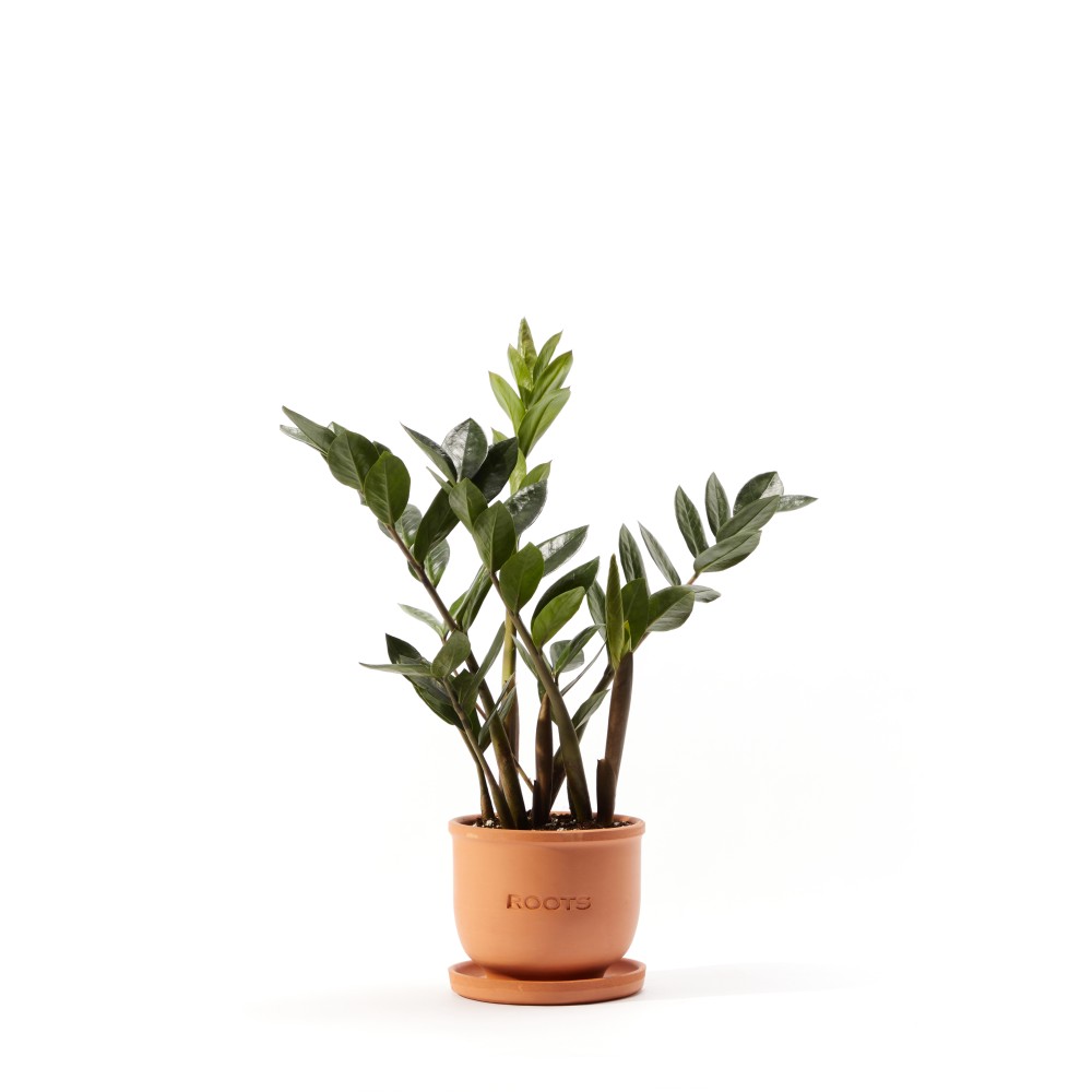 Замиокулькас Замиокулькас