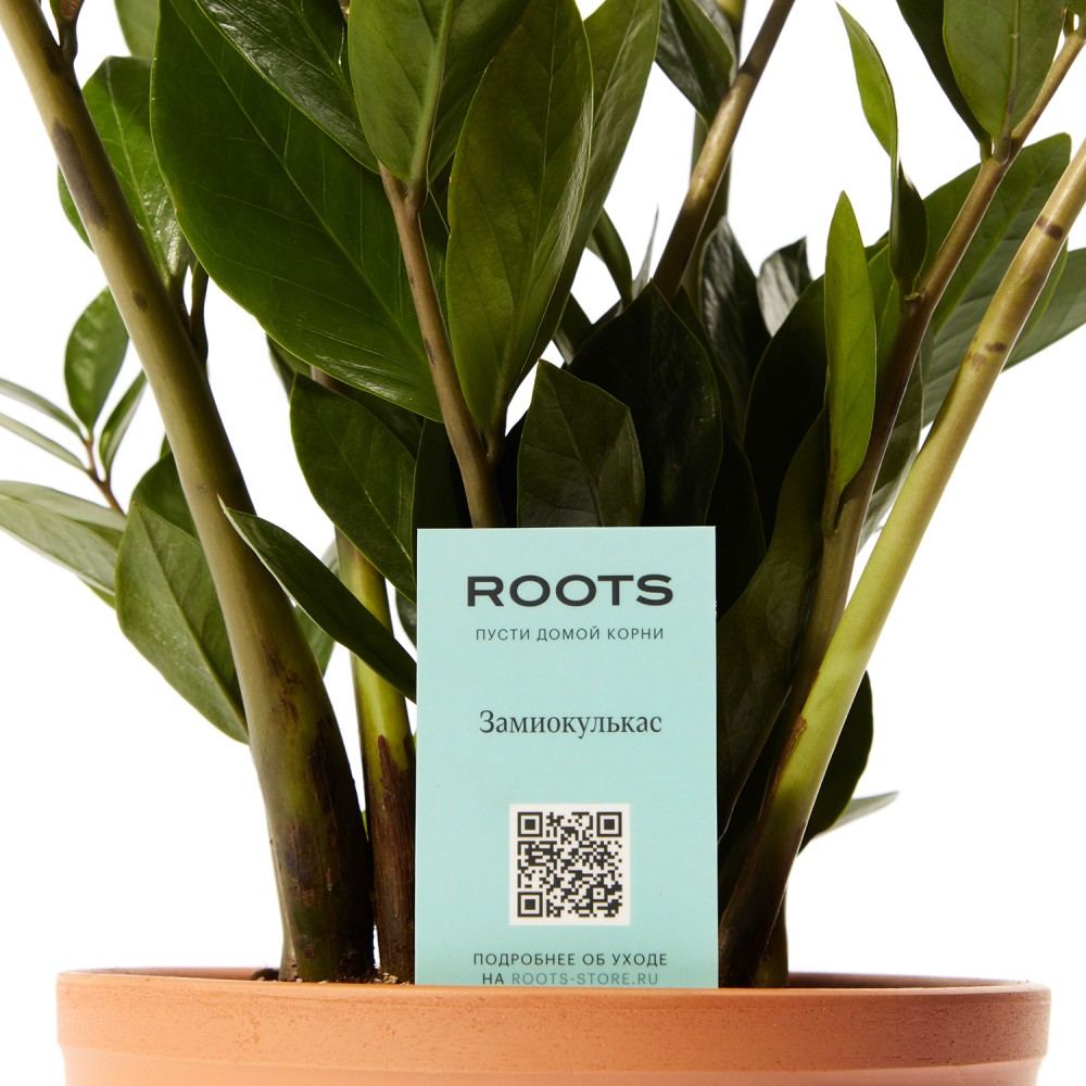 Замиокулькас Замиокулькас