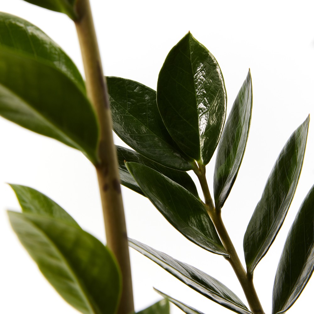 Замиокулькас Замиокулькас