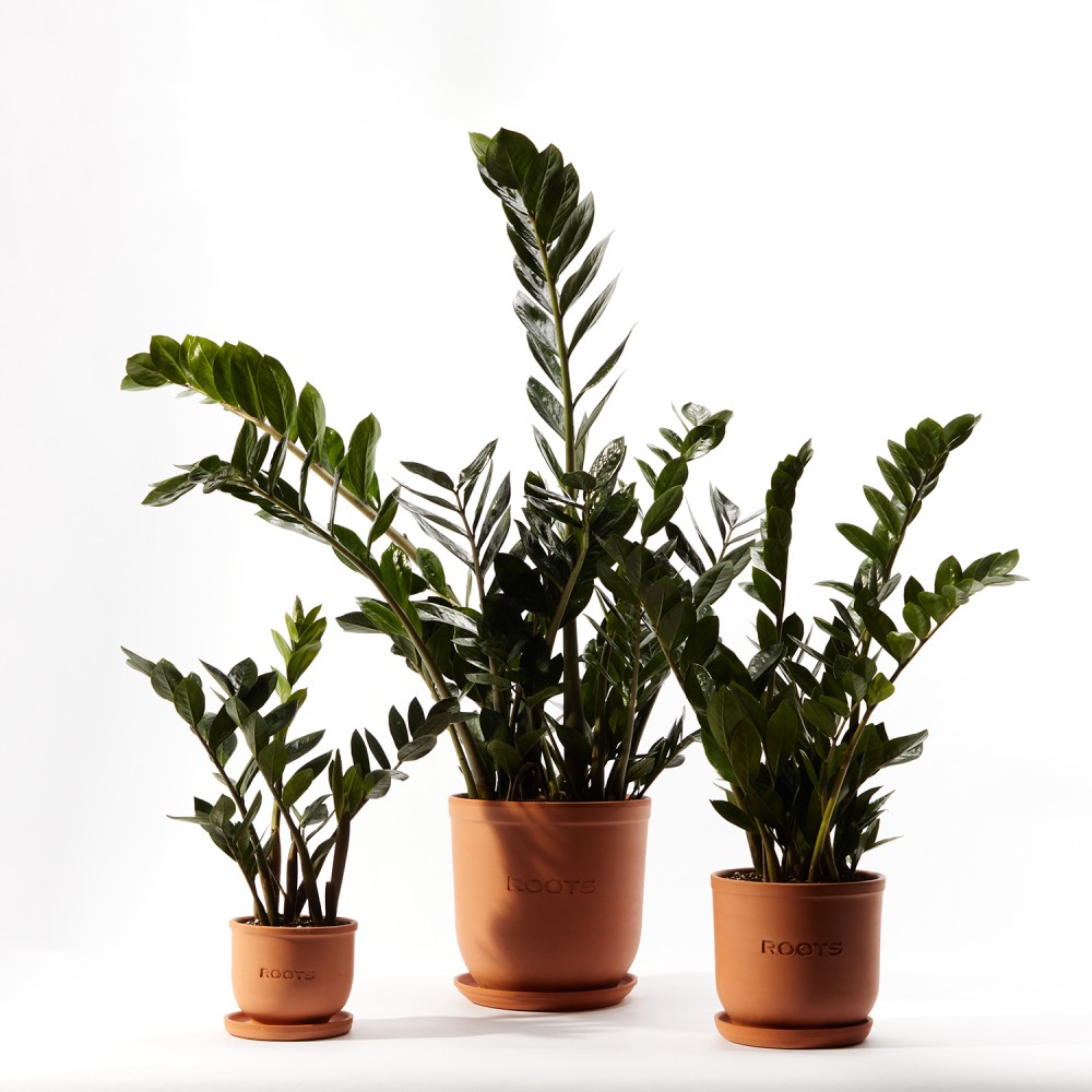 Замиокулькас