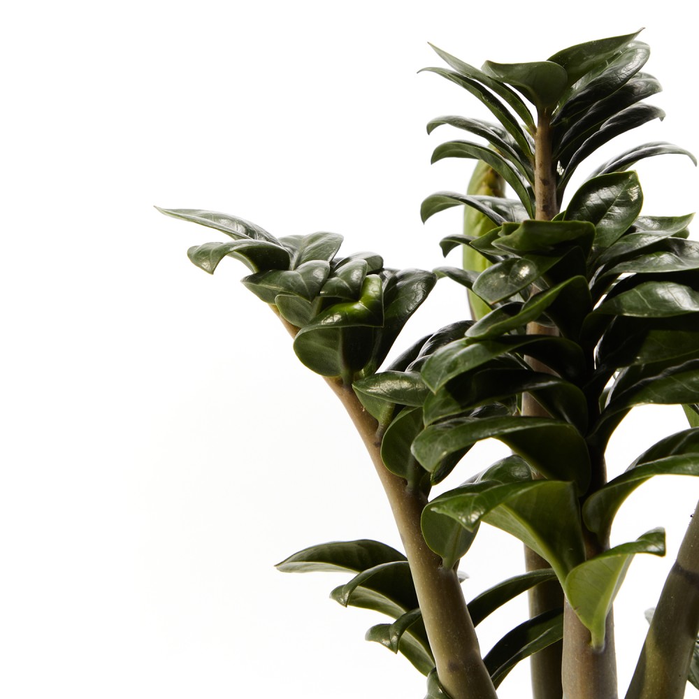 Замиокулькас Зензи Замиокулькас Зензи