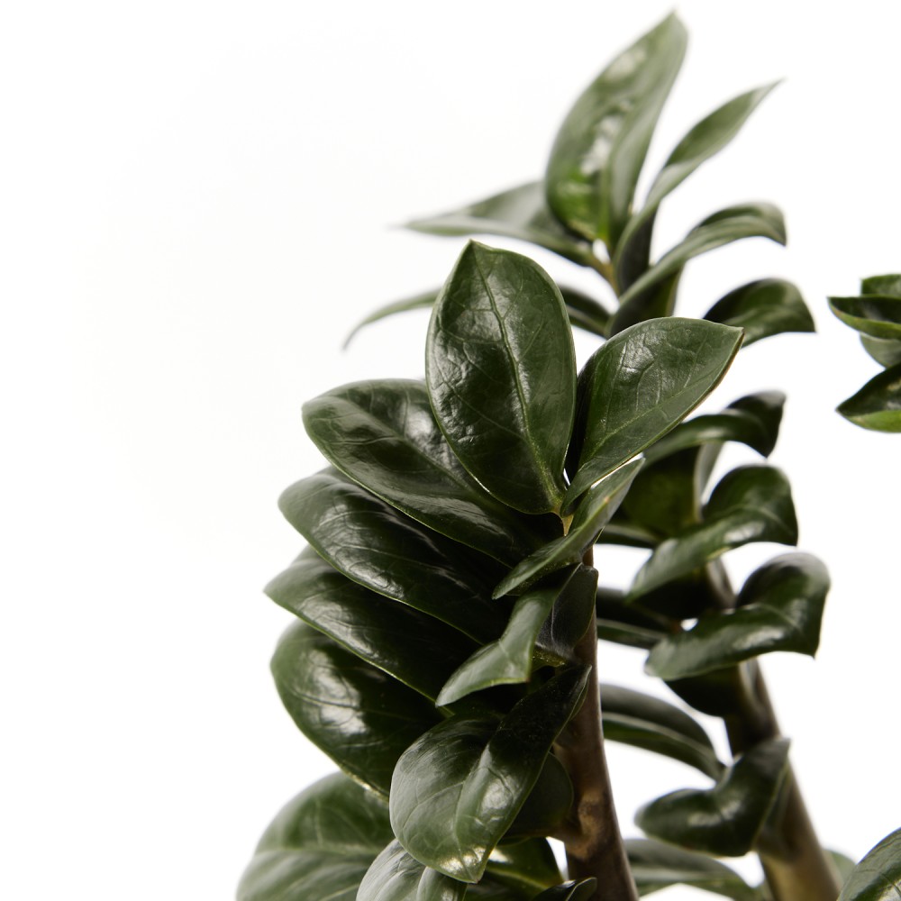 Замиокулькас Зензи Замиокулькас Зензи