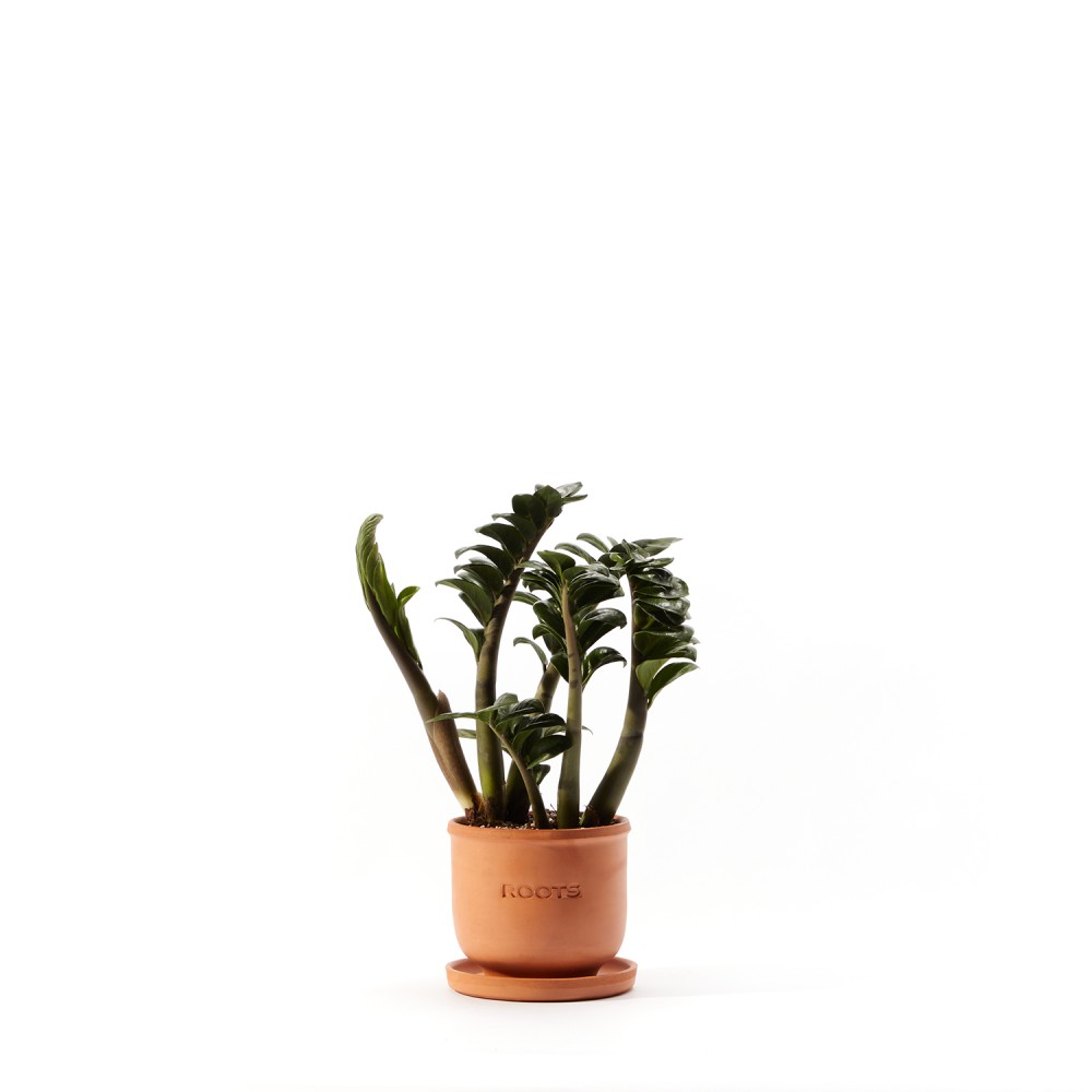 Замиокулькас Зензи Замиокулькас Зензи