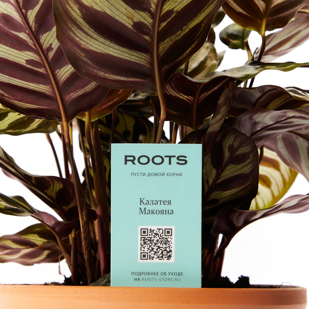 Калатея Макояна