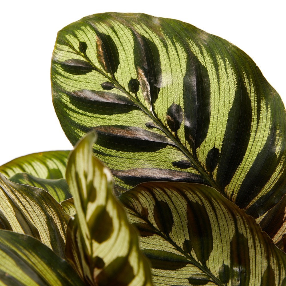 Калатея Макояна