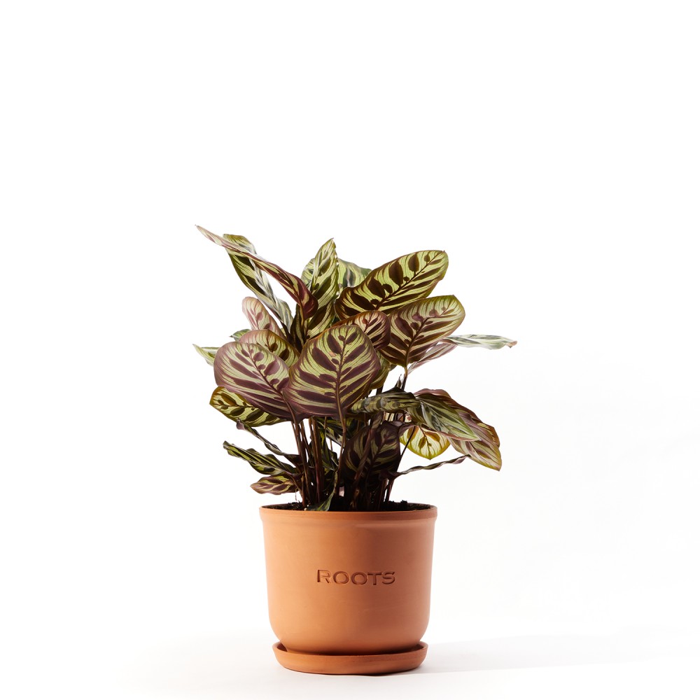 Калатея Макояна