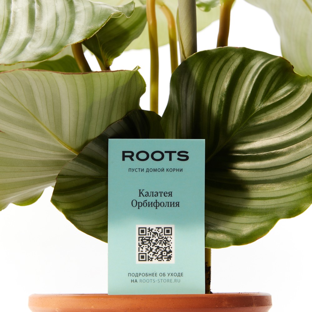 Калатея Орбифолия Калатея Орбифолия