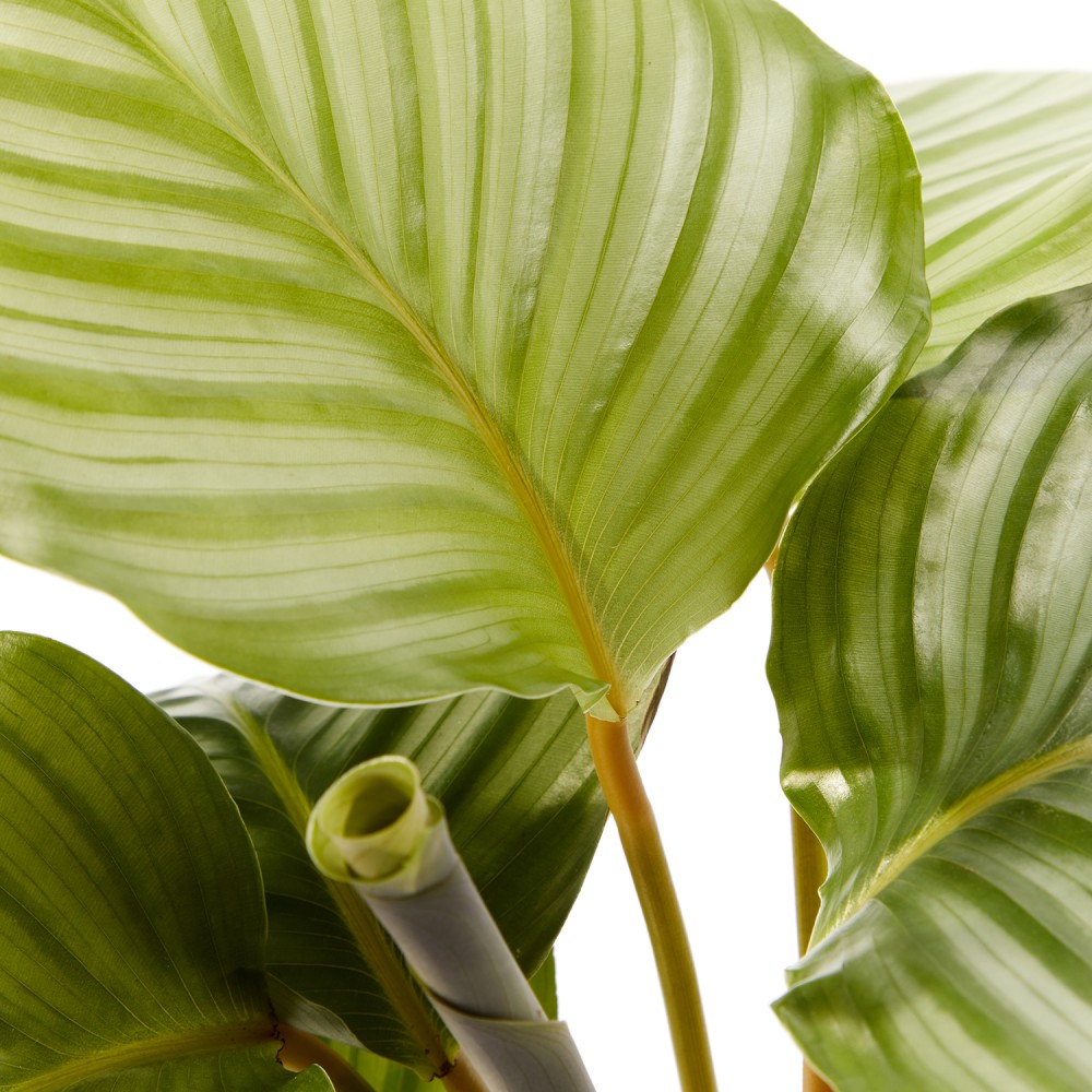 Калатея Орбифолия Калатея Орбифолия